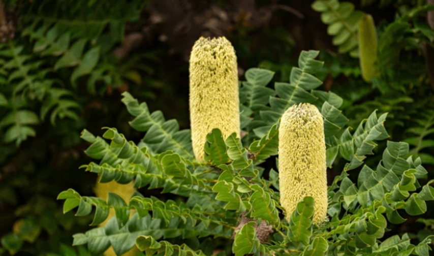 Banksia grandis - Bull Banksia
