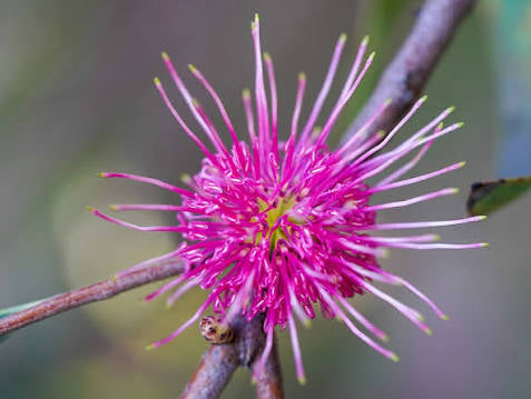 Hakea obtusa flower
