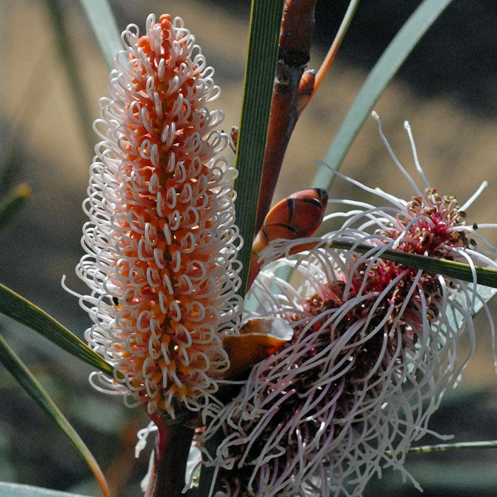 Hakea francisiana - (Emu Tree)